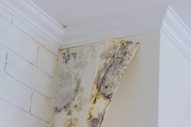 Best Mold Damage Restoration  in Ridley Rk, PA